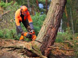 Professional Tree Care Services in Alburtis, PA